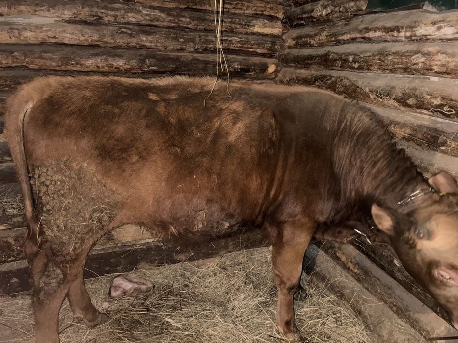 Продам бычков стоит на откорме