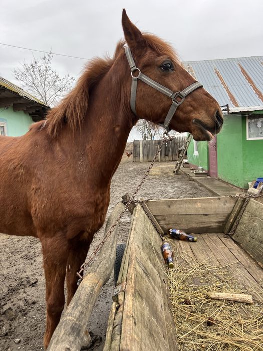 Vând iapă tânără aproximativ 8 ani, sănătoasă și cuminte!