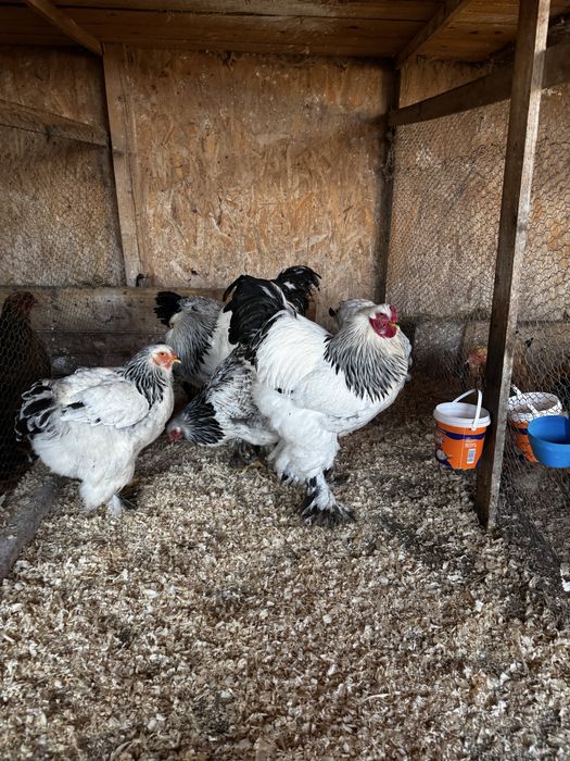 Ouă incubat/ păsări de rasă