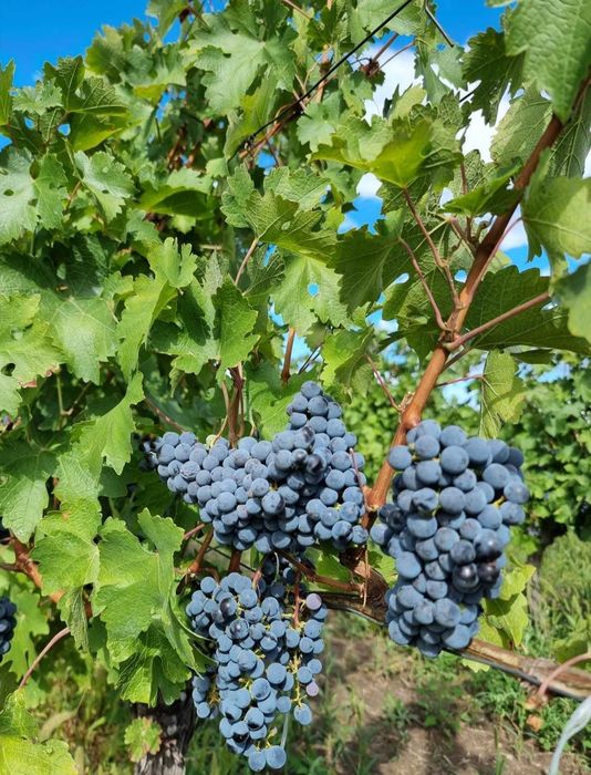 Struguri pentru Vin - Cabernet Sauvignon