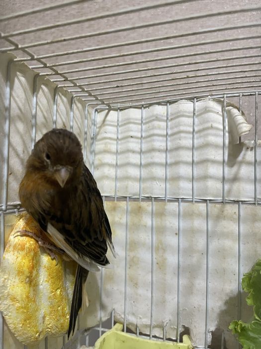 Канарейка красный дерево