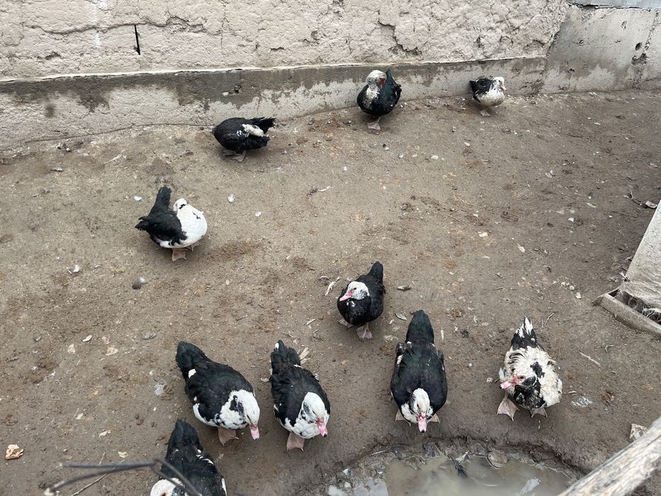 Индаутка сатылады