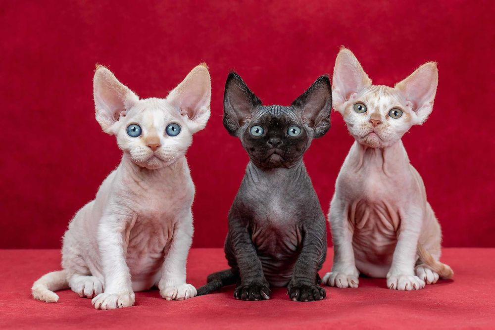 Котята девон рекс