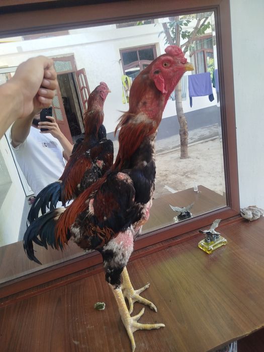 Dakan horozzzzz  Horoz sotladi yeb icwi cotkii 5 kilo nari beri ves bo