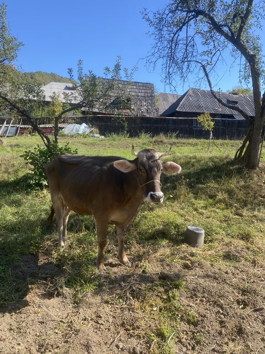 Vaca bruna de maramures