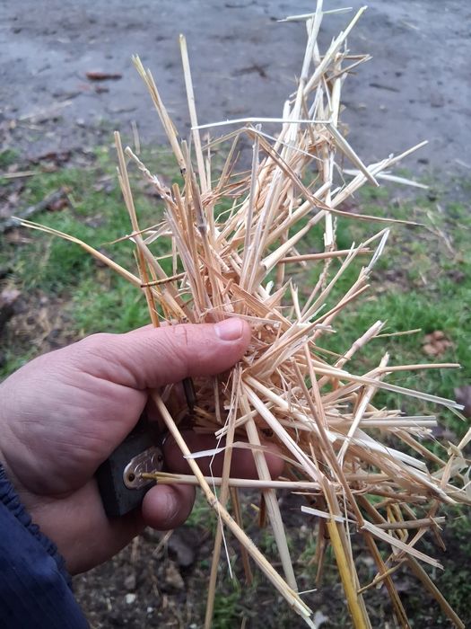 Малки бали от пшеница