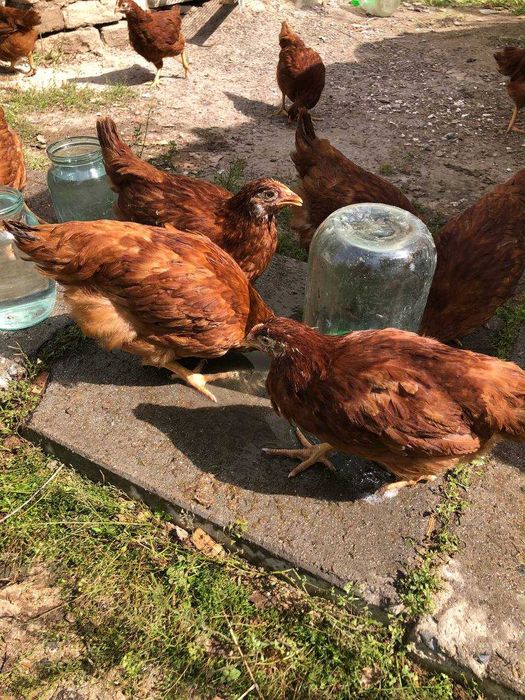 Куры ческой пароды