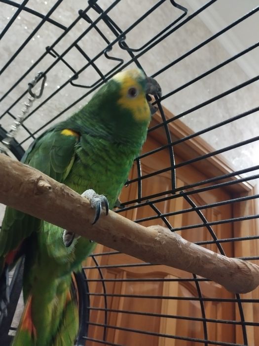 Продам попугая Амазон