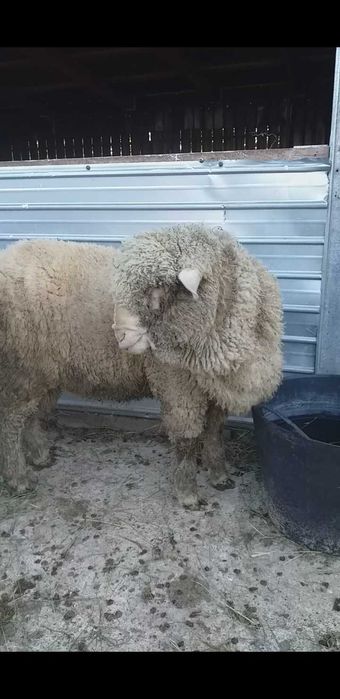 Vand berbec merinos de prăsilă