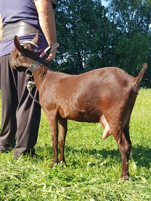 Murciano Granadina 2 capre tinere