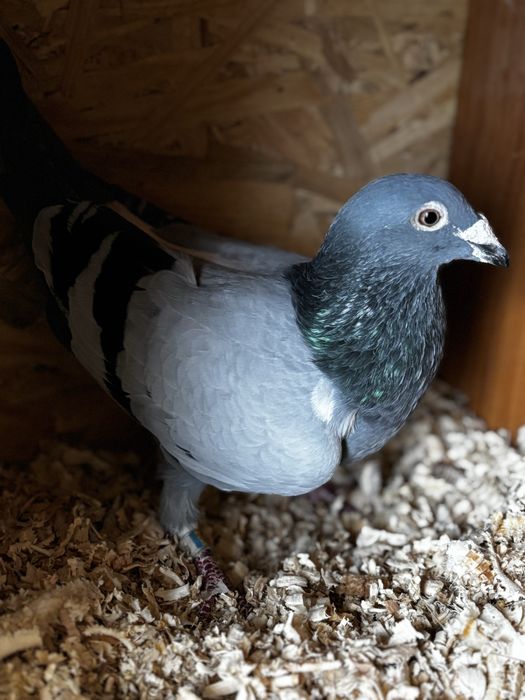 Porumbei de vanzare!