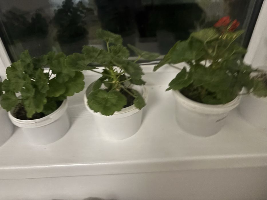 Комнатные цветы.  Герани