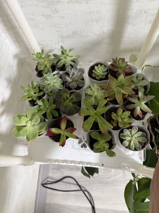 Продаются комнатные цветы