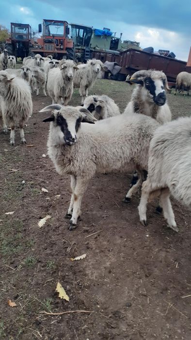 De vânzare 6 miei berbecuți și 4 oi