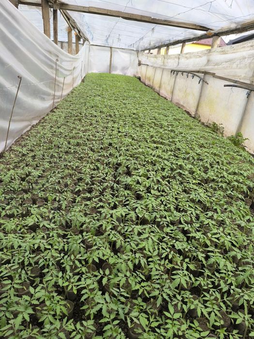 Rasaduri legume si rosii