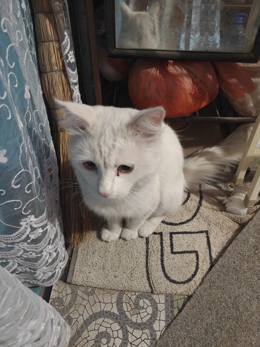 Отдам даром кота