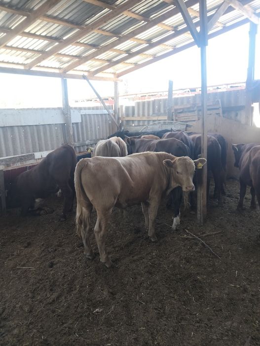 14 бас сатылады жаксы Букалар