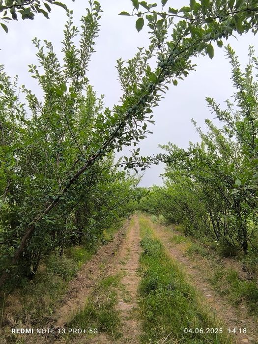 Сад яблоки слива