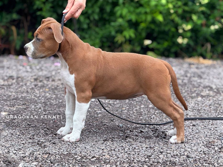 Amstaff cu pedigree