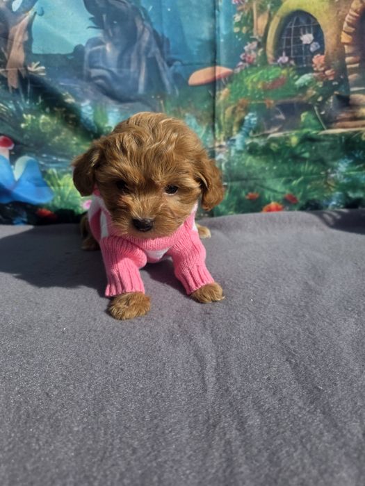 Малтипу момче и момиче