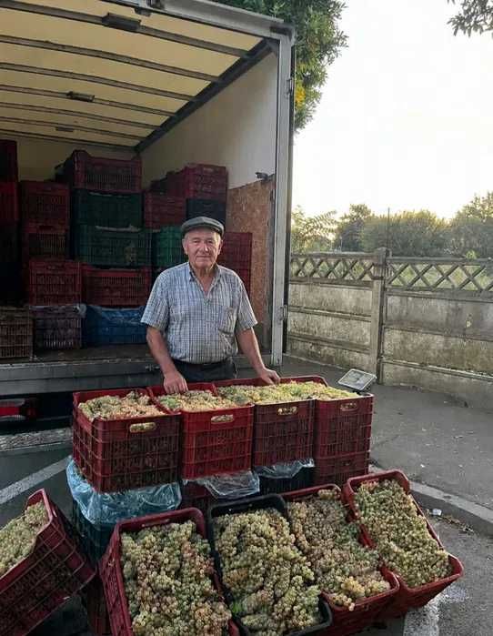 Vand Struguri de Vin