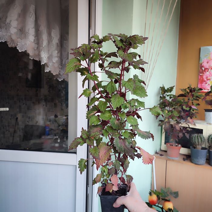 Комнатные растения