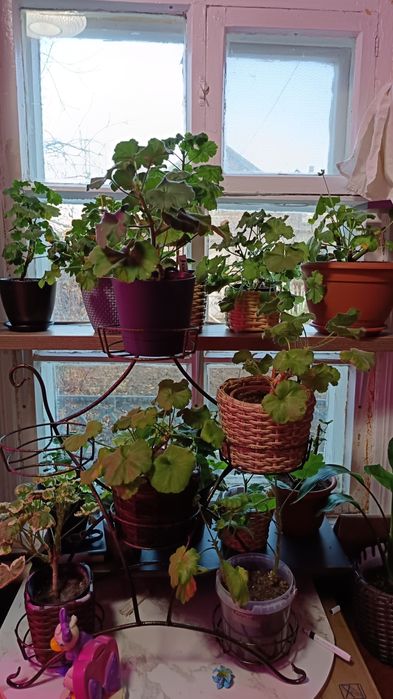 Гибискус  и многое другое