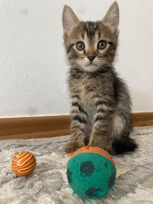 Котенок в добрые руки