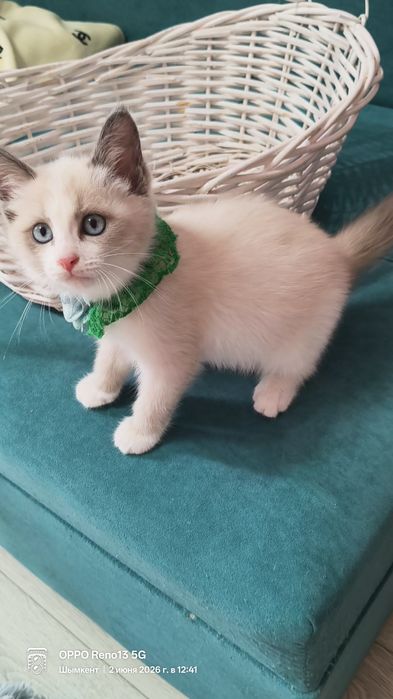Котёнок породистый