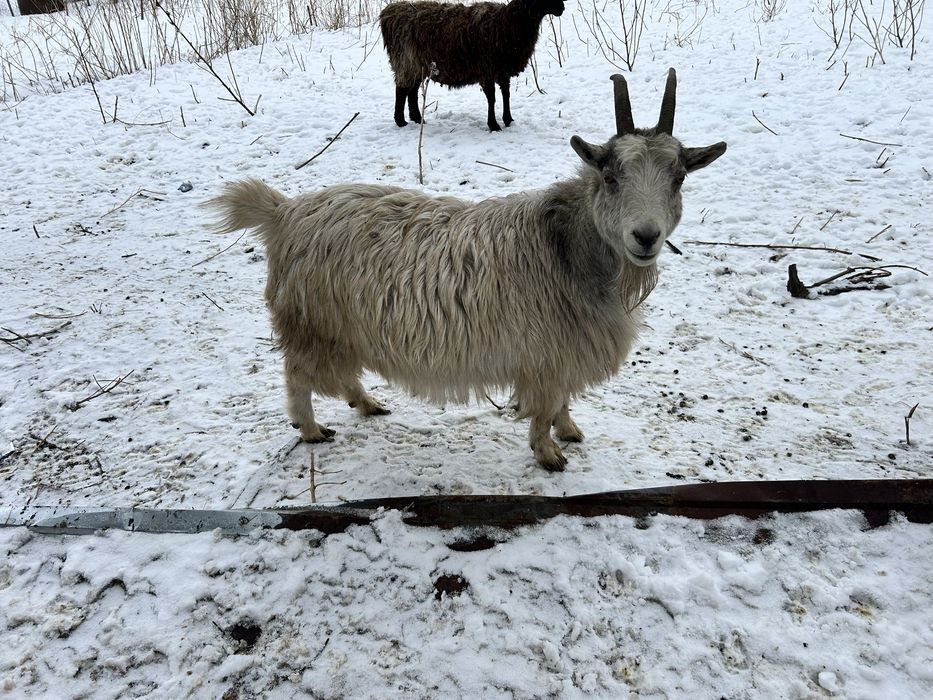 Продаются козы, 2 шт . Девочки