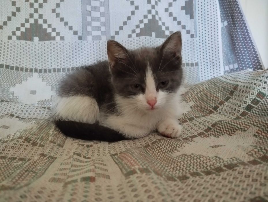 Девочка котёнок в добрые руки