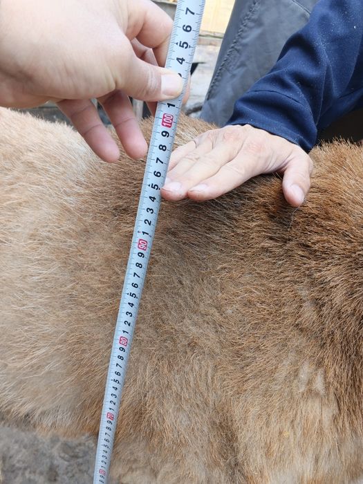 Avgon qoʻchqor sotiladi