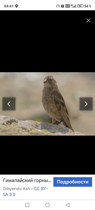 Продам птицу певчую