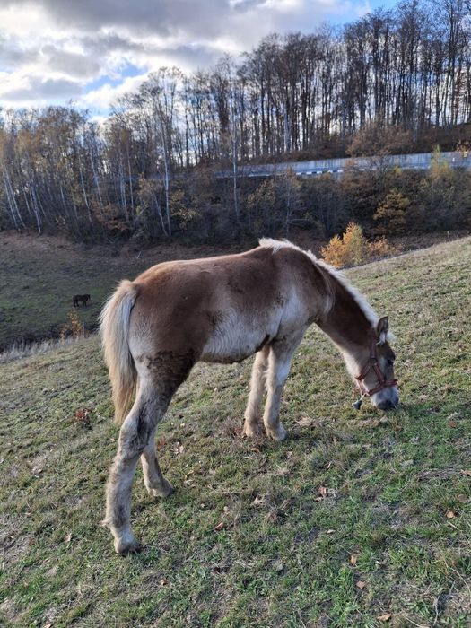 Vând Mănz de 7 Luni