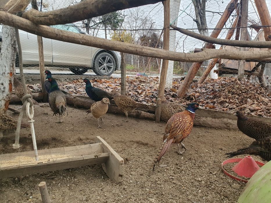 Vând fazani Izabel si tenebros