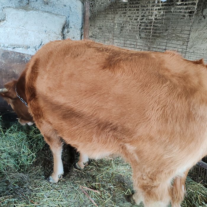 Продам яловую корову