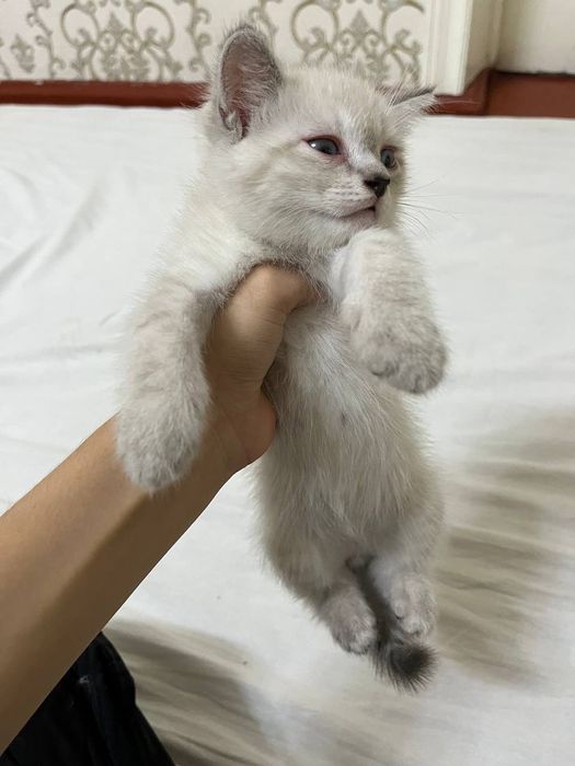 Котенок продистый