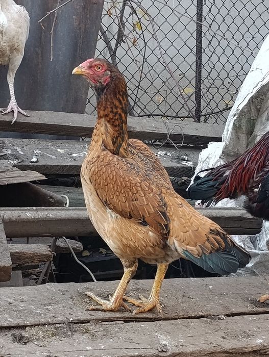 Дакан дакан дакан