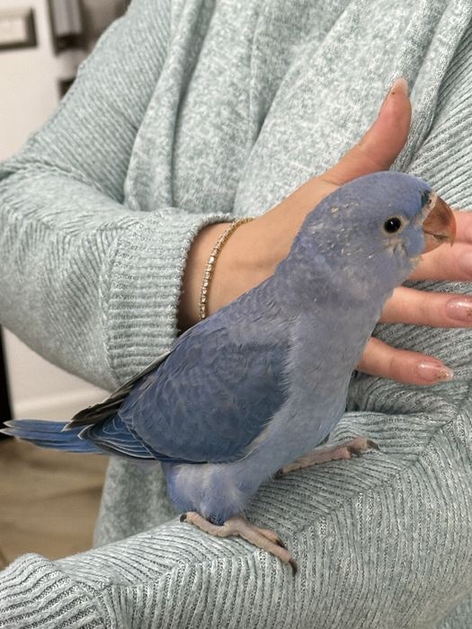 Papagali vorbitori micul alexandru pui 2025 alexander