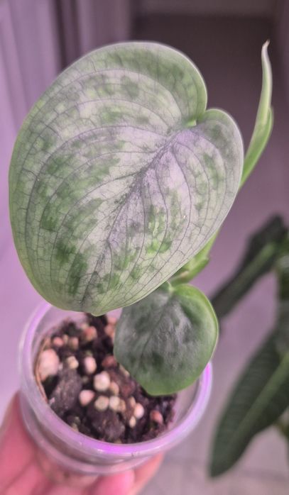 Продам сортовые сциндапсусы