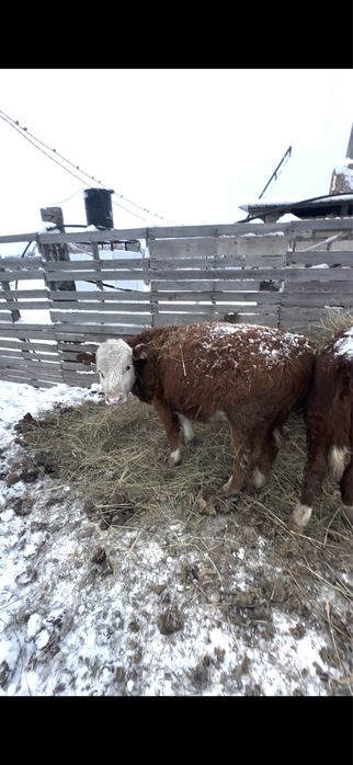 Продам бычков 10 шт