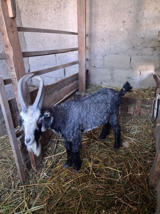 Теке сатылады  бір жасар