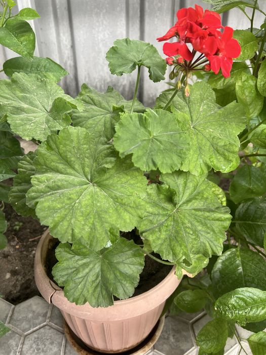 Герань красная