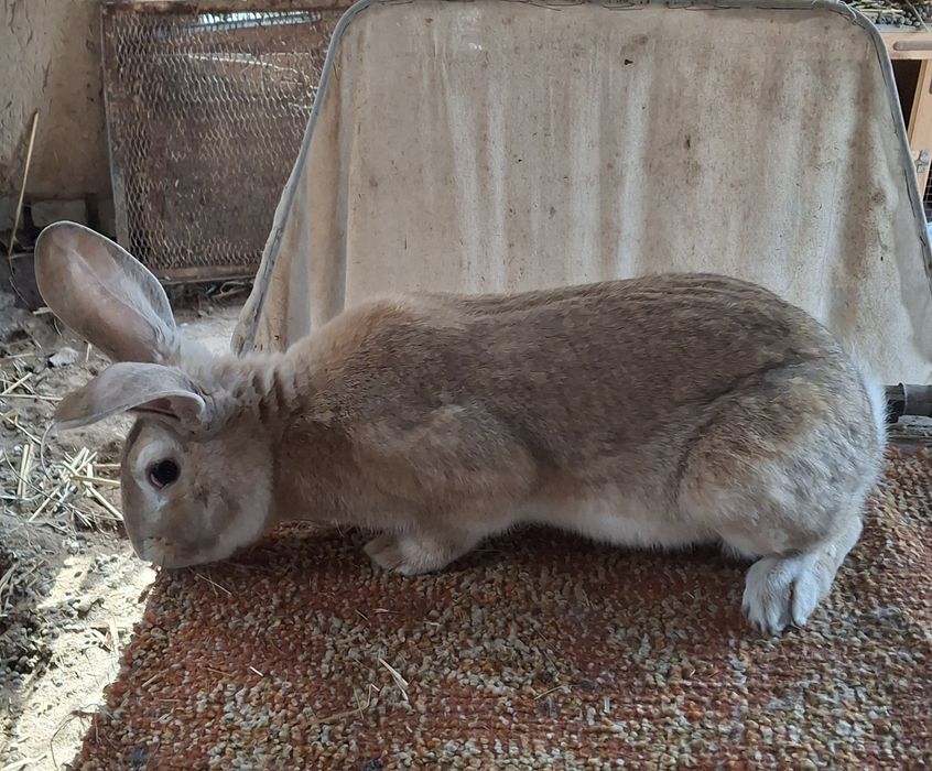 Великан куён сотилади