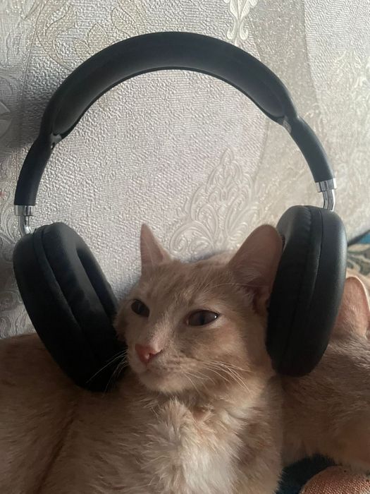 рыжие котята подростки