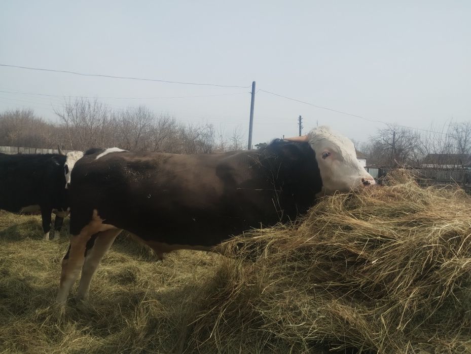 Бык на племя .продам в начале мая.