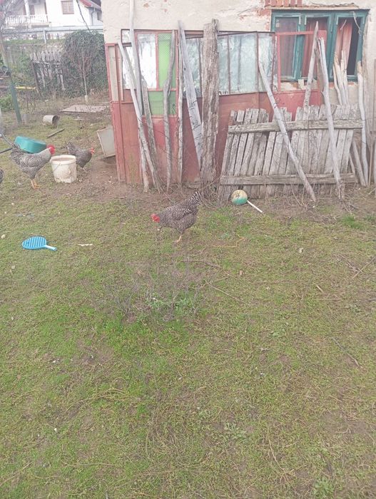 Găini plymouth rock