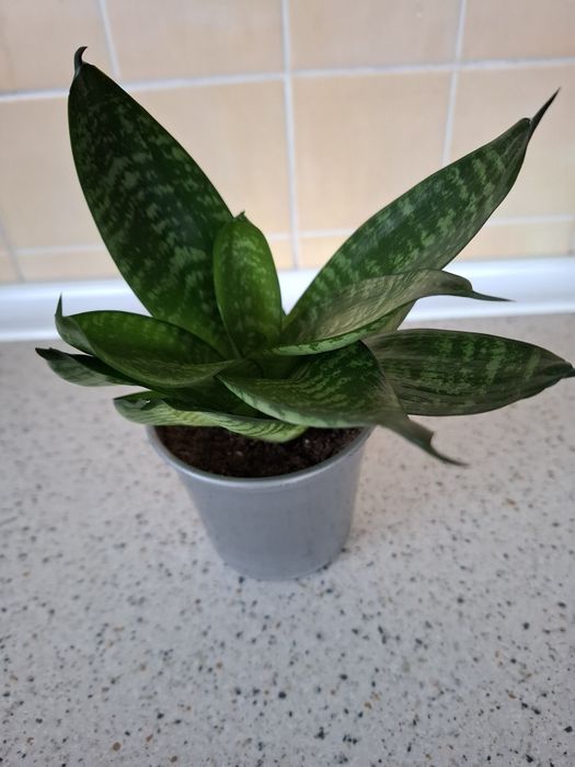 Цветы комнатные с доставкой