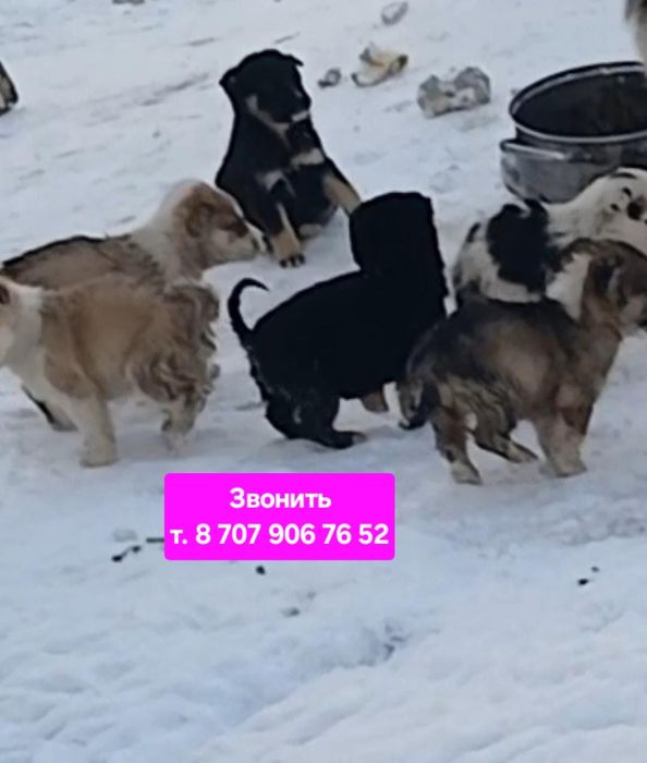 Щенки мальчики и девочки