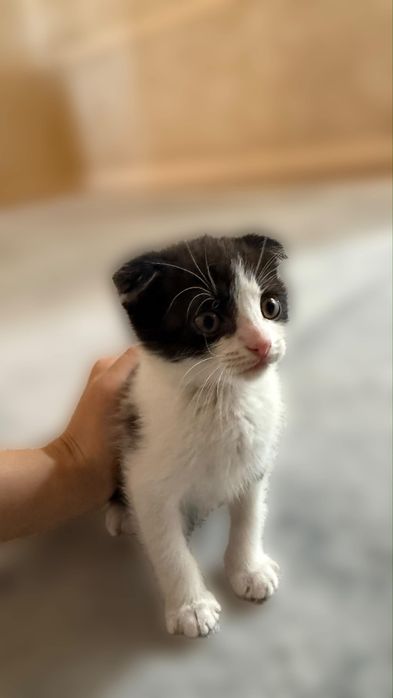Продам милого котика